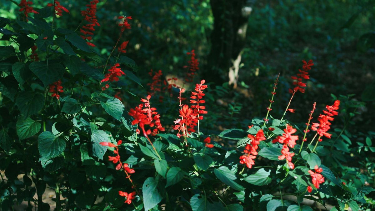 red salvia