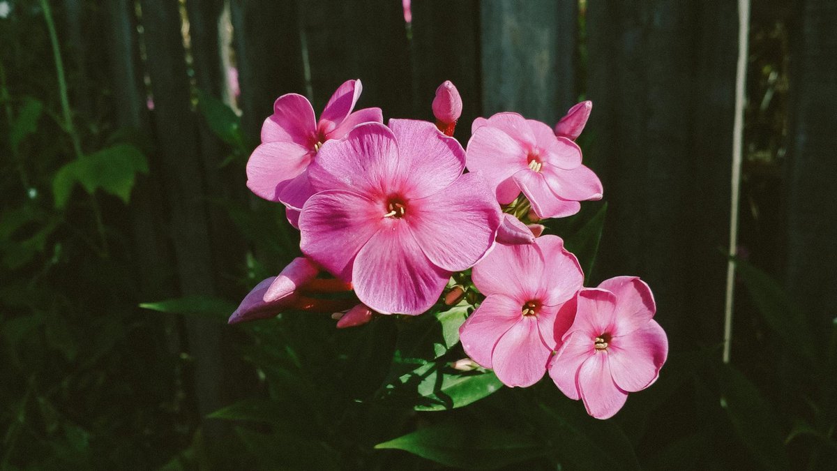 phlox paniculata