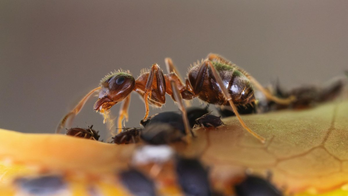 aphids on roses