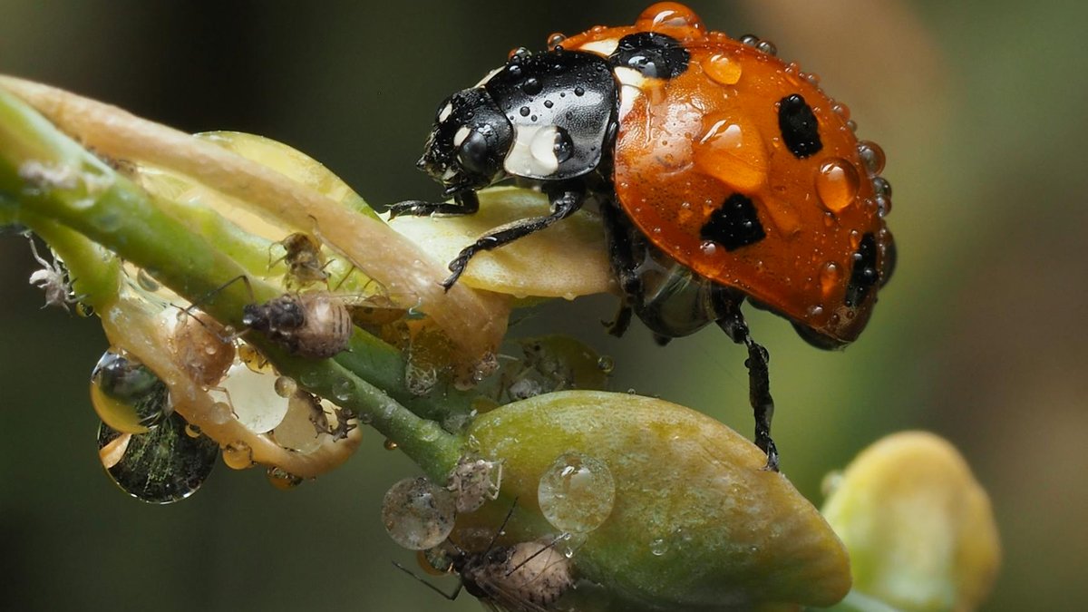 ladybug eating aphids