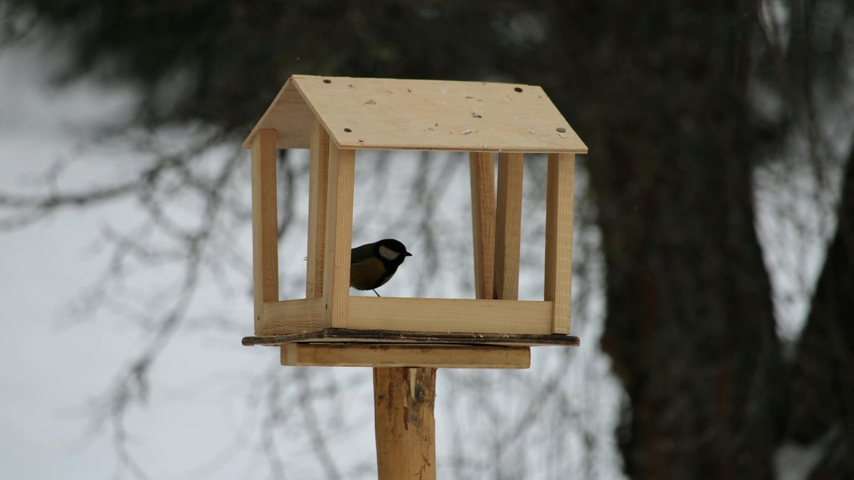 bird feeder snow