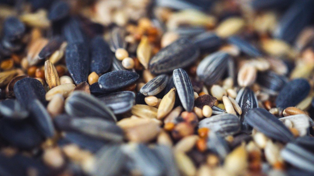 bird food seeds