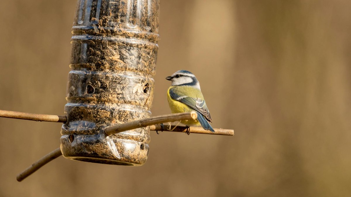 dirty bird feeder