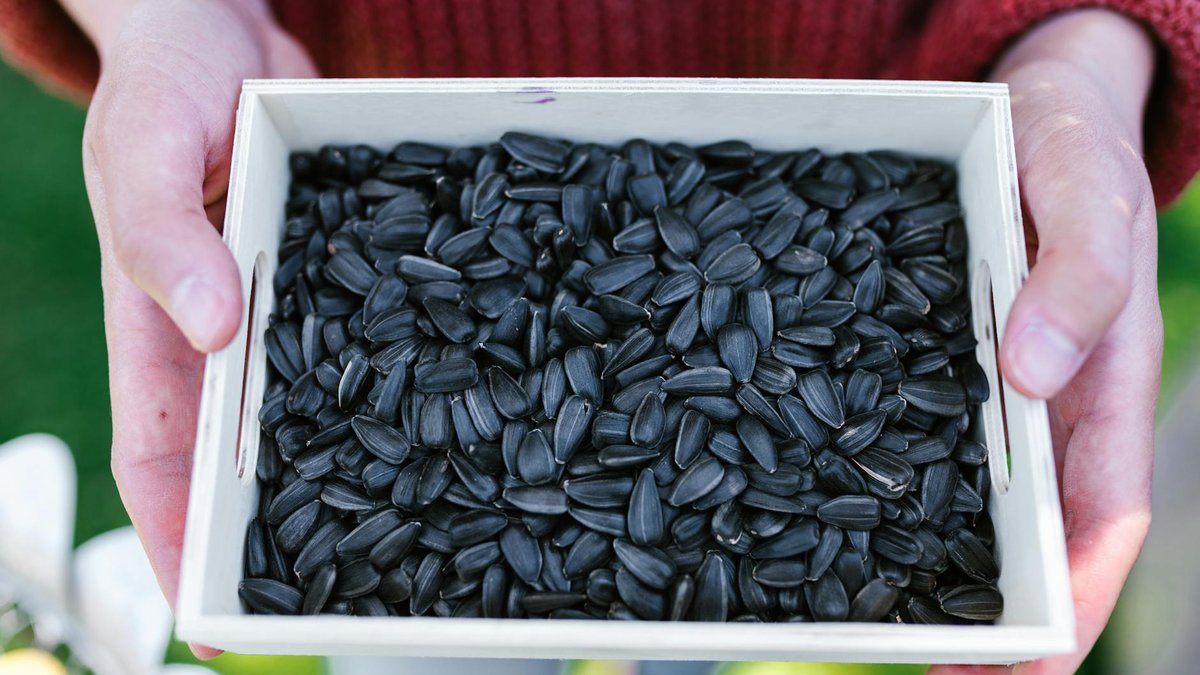 black oil sunflower seeds