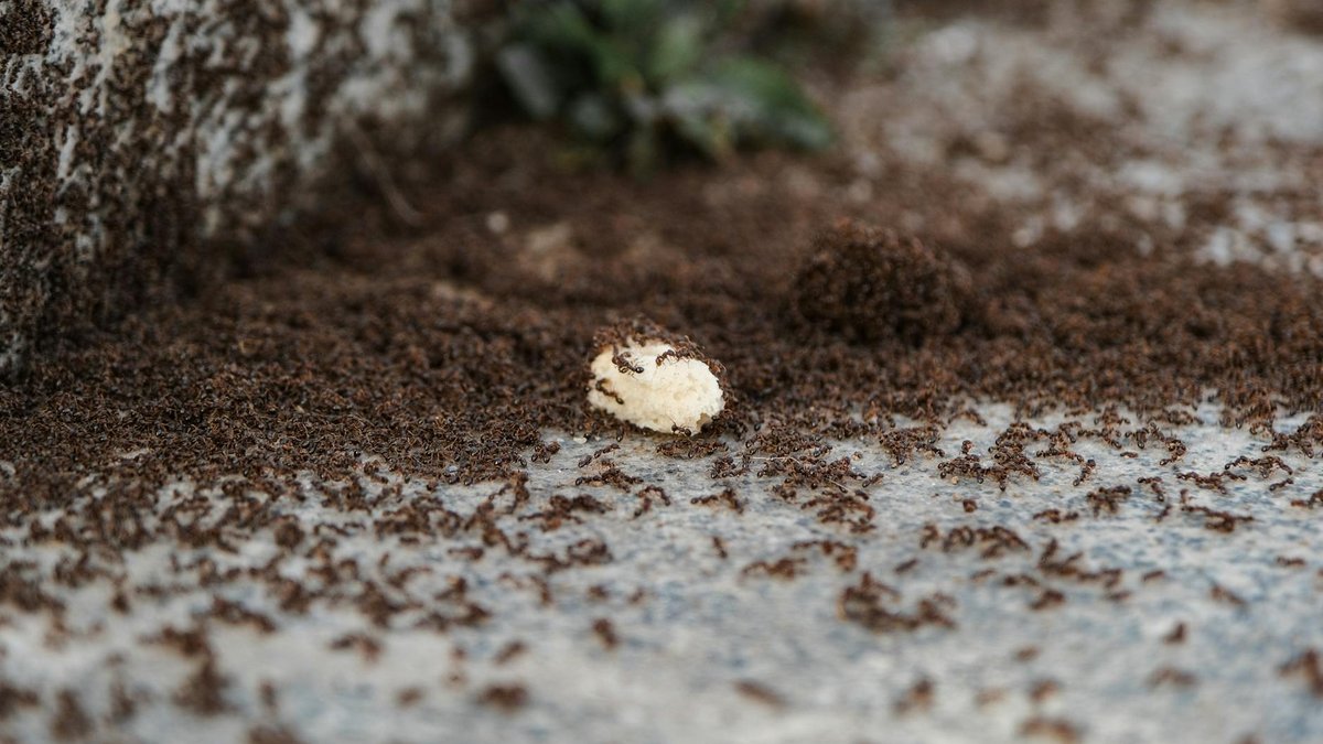 cinnamon ant repellent