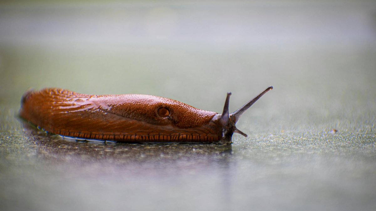 slugs cinnamon barrier
