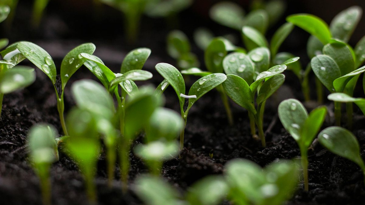 seedling damping off cinnamon