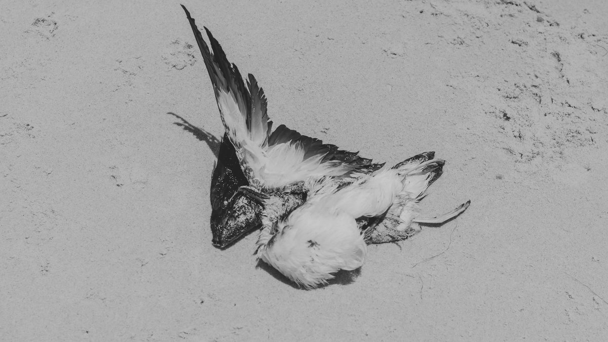 dead bird