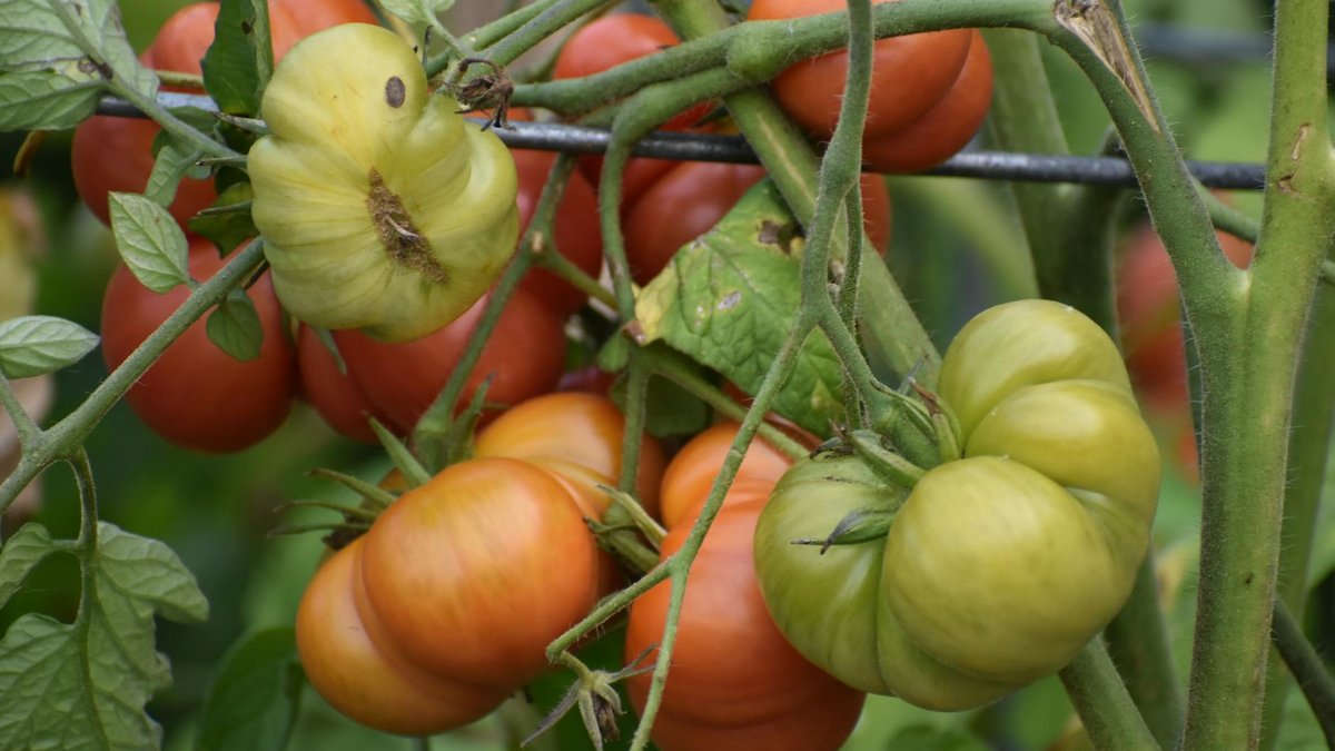 cutworm tomato damage
