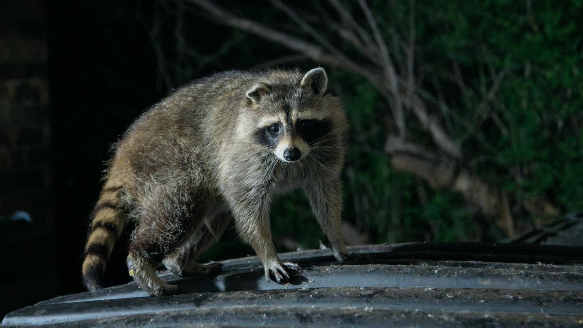 raccoon raiding trash can