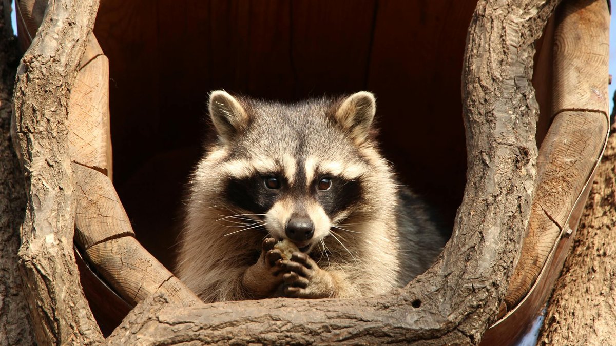 raccoon eating corn stalks