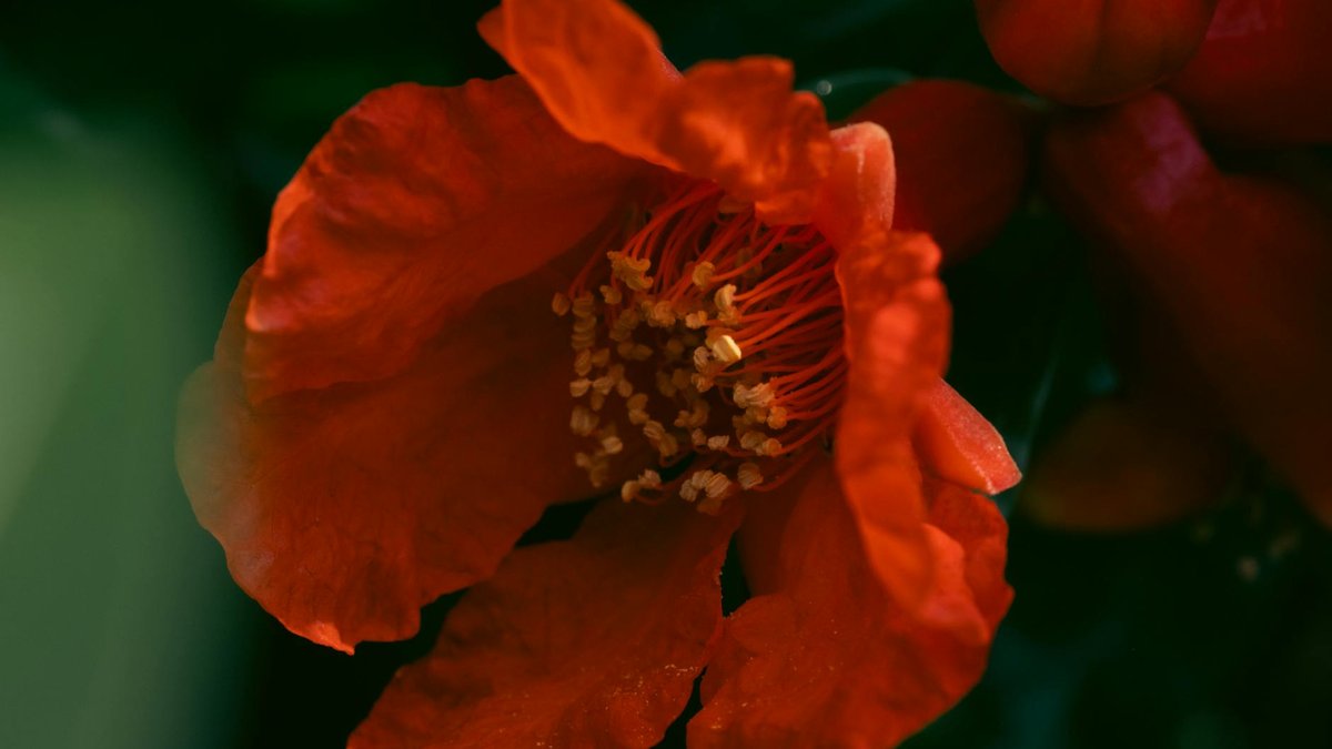 pomegranate flower