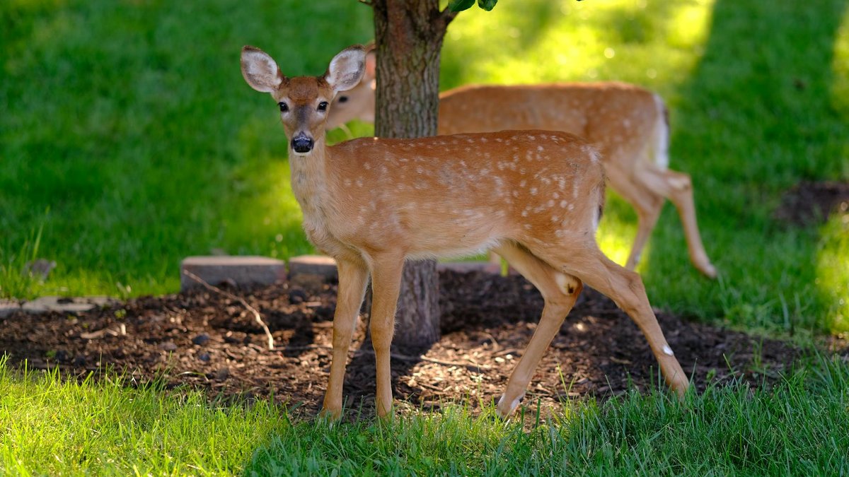 deer repellent spray