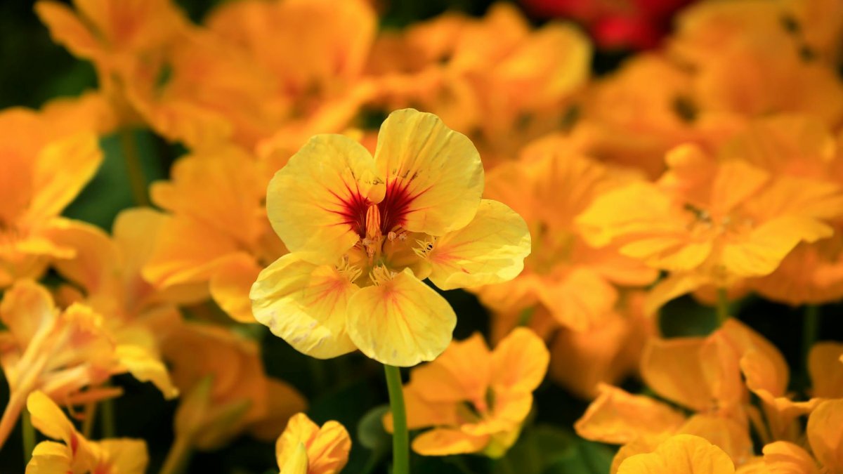 nasturtium plant