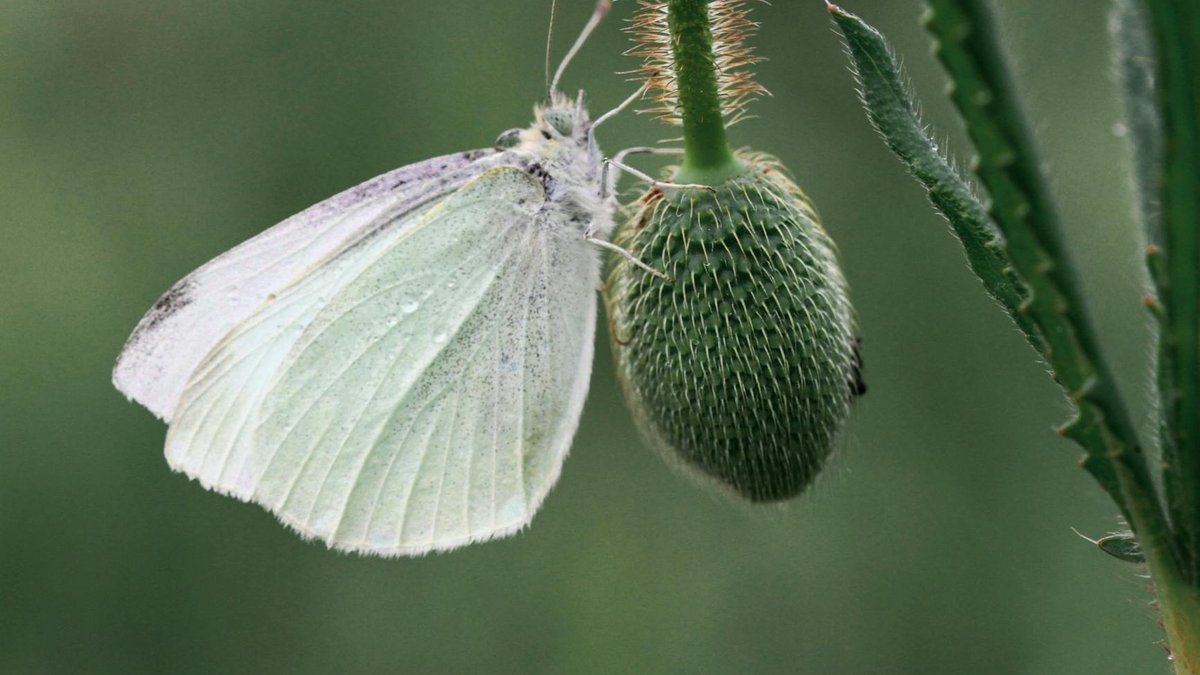 cabbage white butterfly