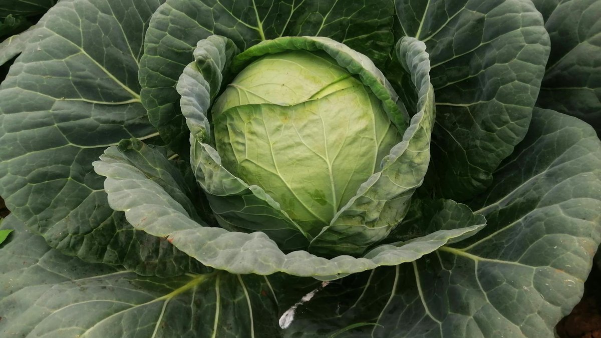 cabbage pests