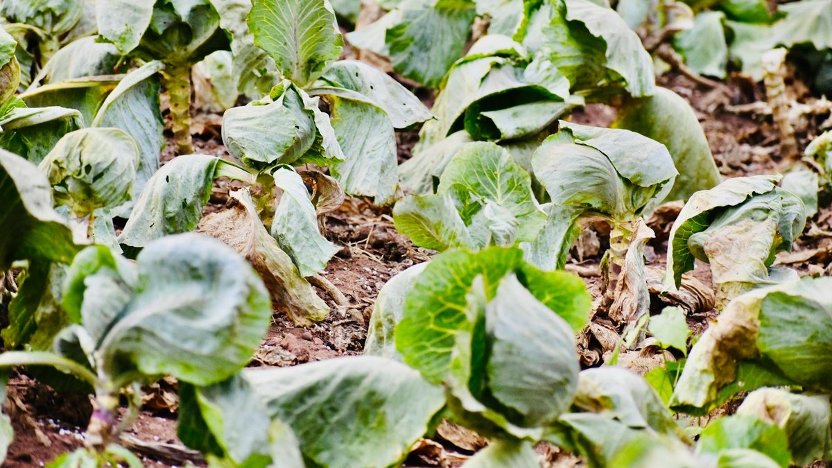 bacillus thuringiensis cabbage
