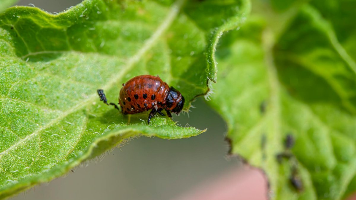 tomato pest control