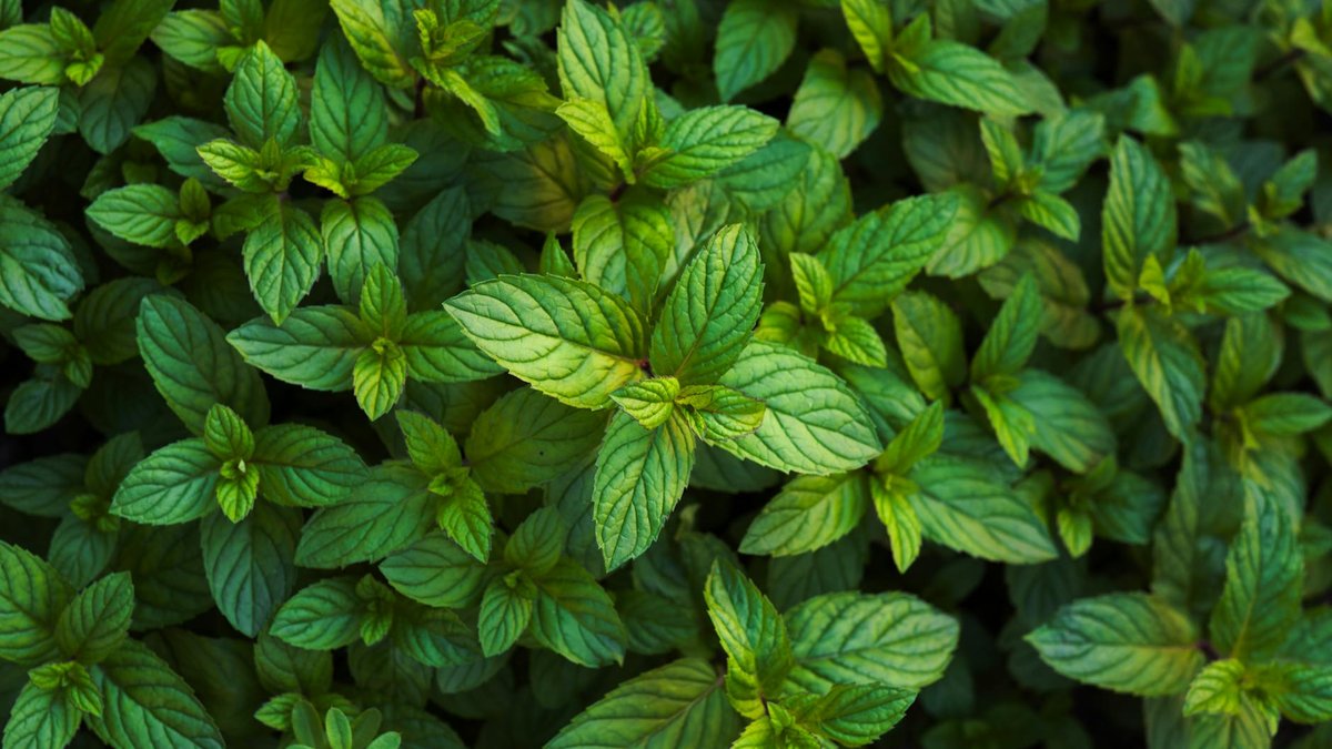 mint plants