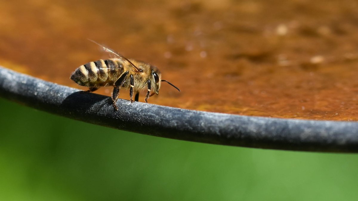 bee waterer