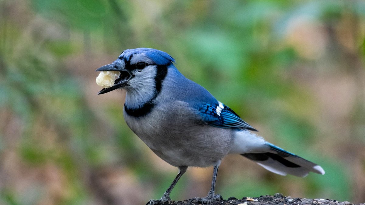 bird eating bread