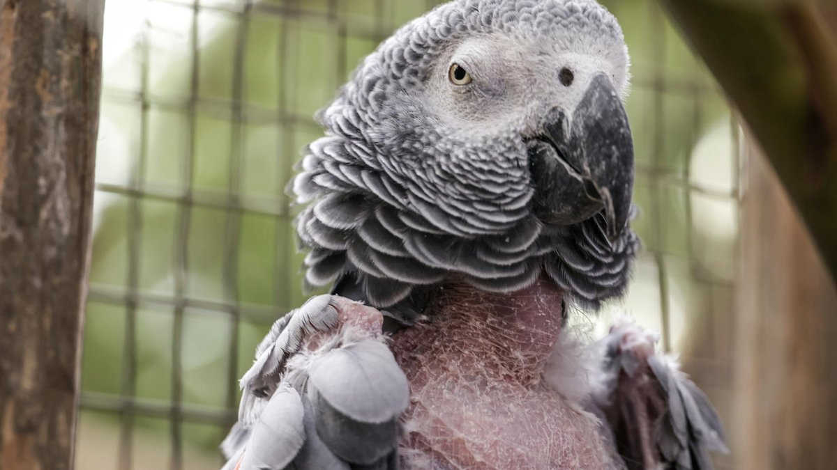 bird malnutrition