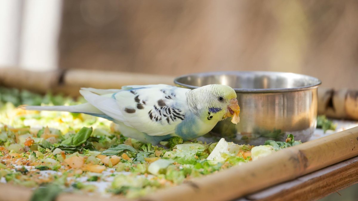 bird digestive problems