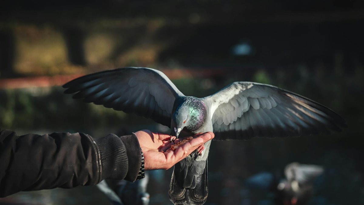 birds depending on humans