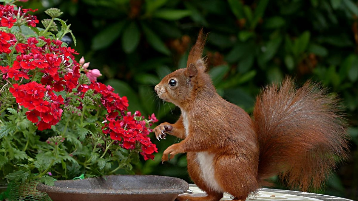 red squirrel garden