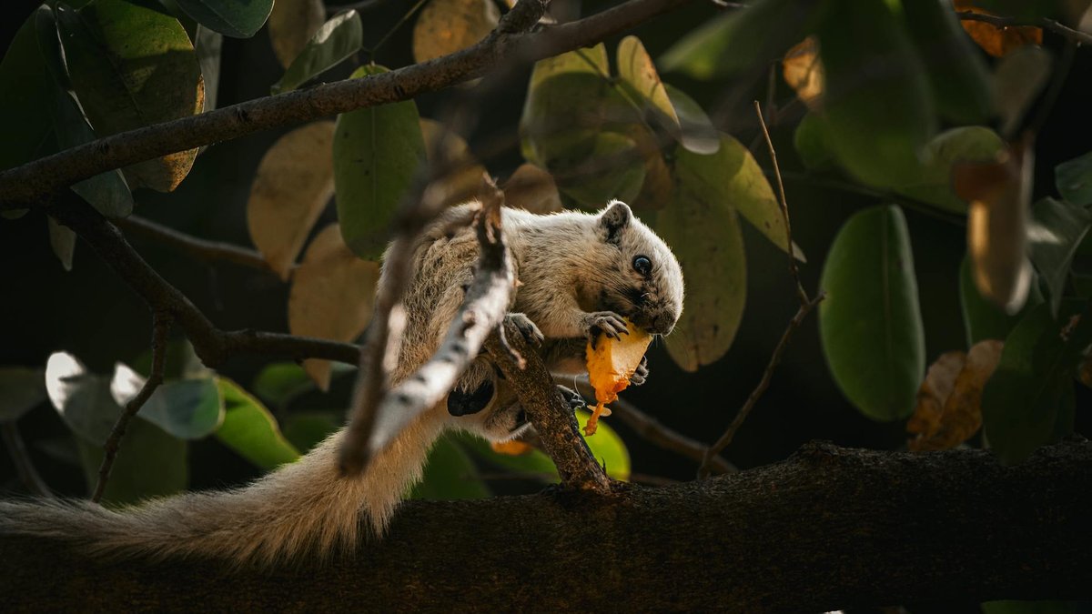 squirrel eating fruit