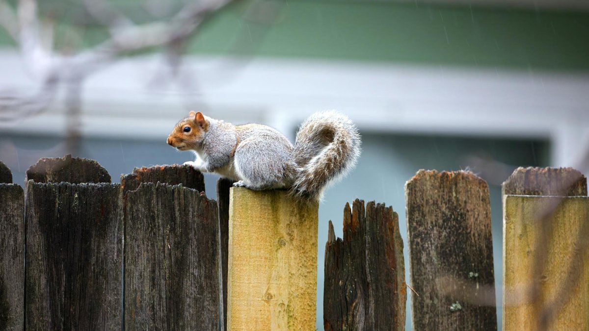 squirrel proof fence