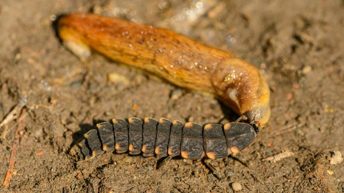 firefly larvae eating slug
