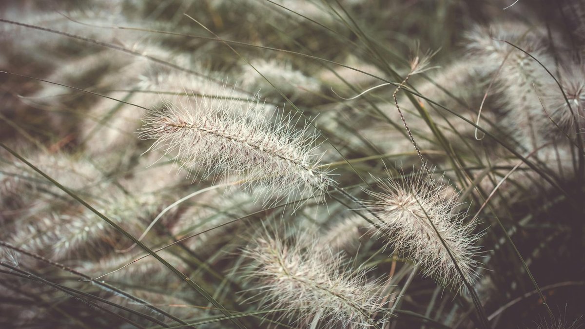 garden with wild grass