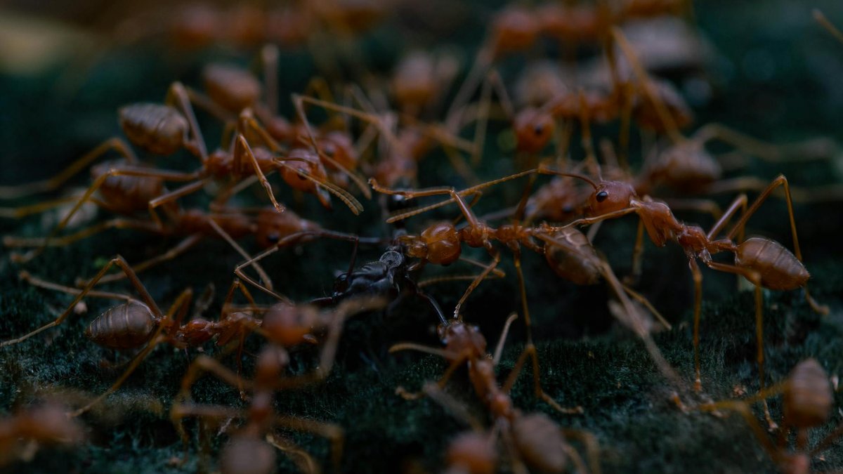 red fire ants