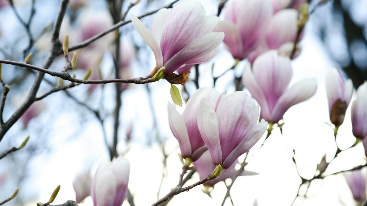 magnolia tree