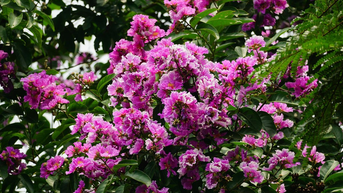 crape myrtle