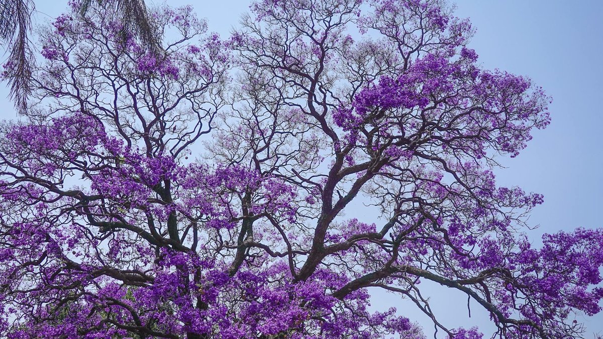 jacaranda tree