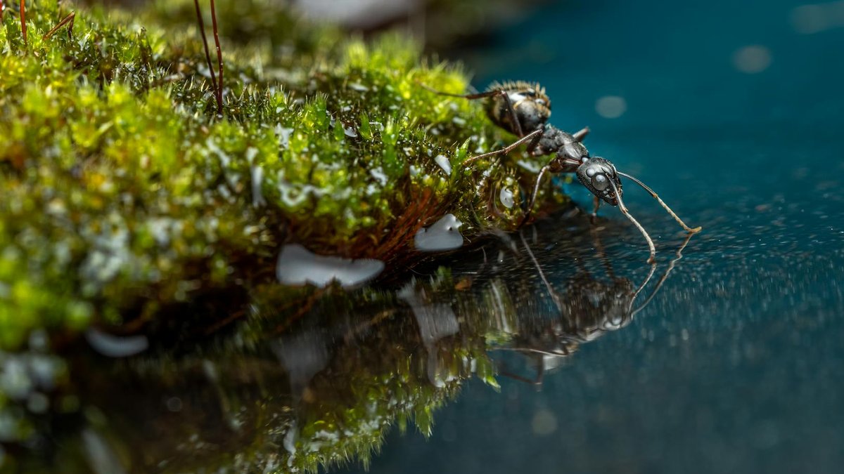 moat ant guard