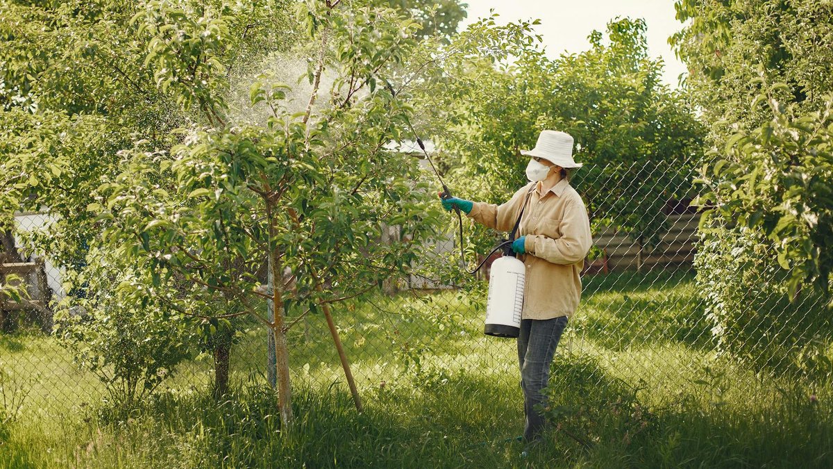 nematodes application garden