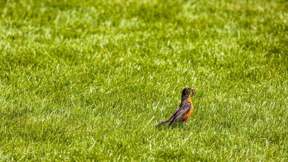 lawn grub control
