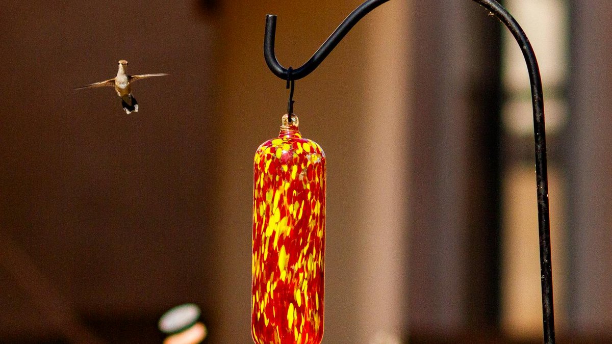 hummingbird feeder