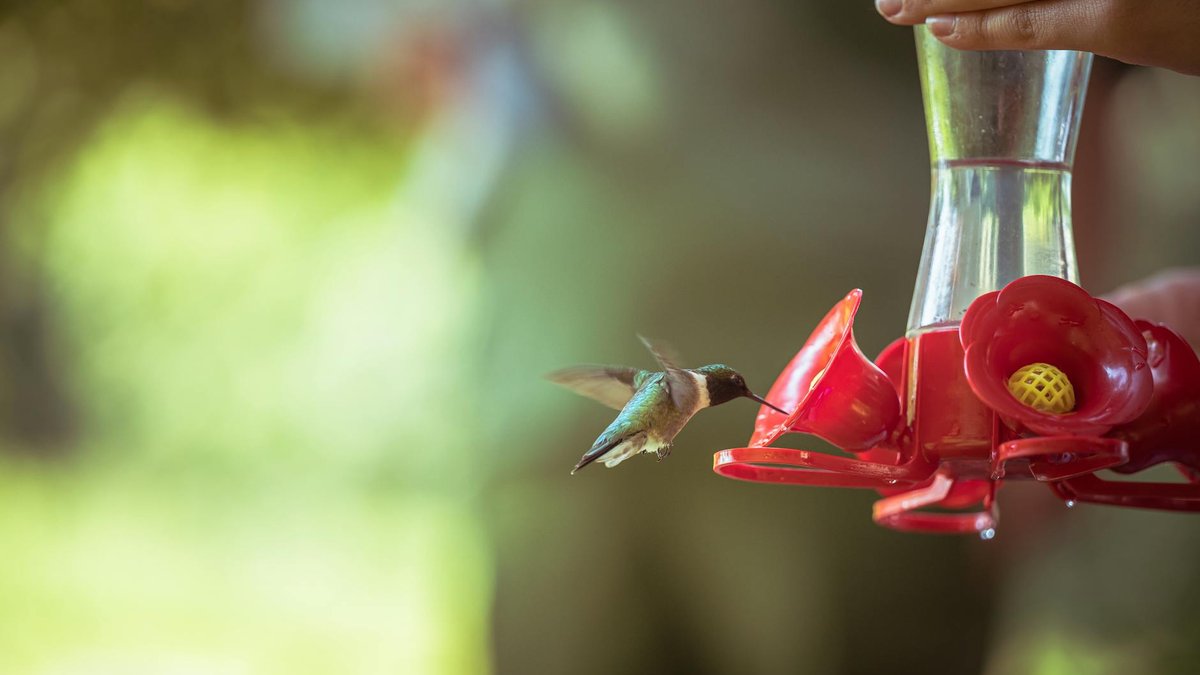 cleaning hummingbird feeder