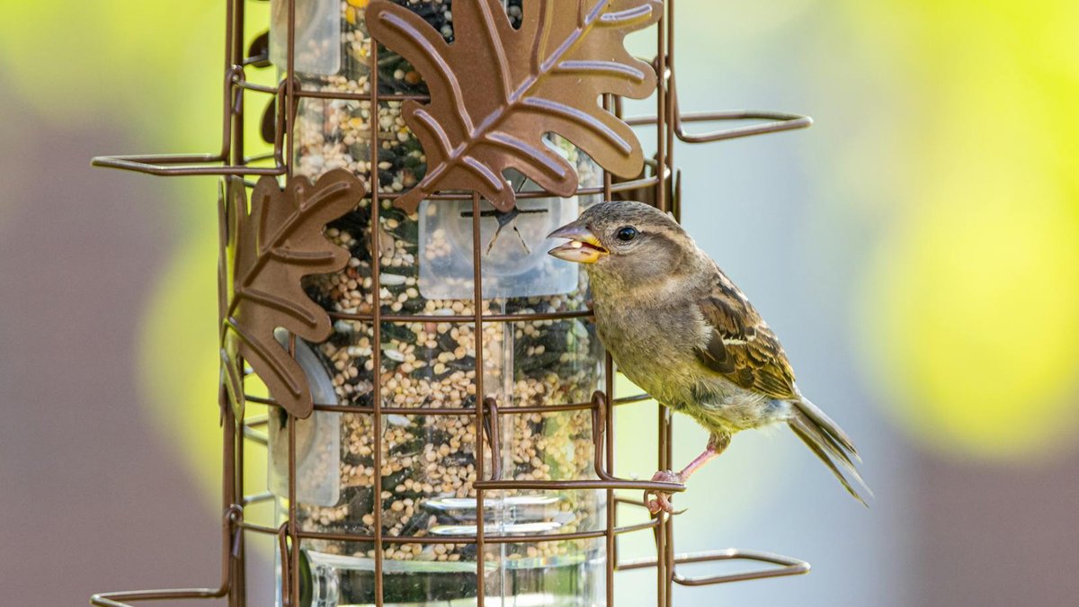 feeder placement