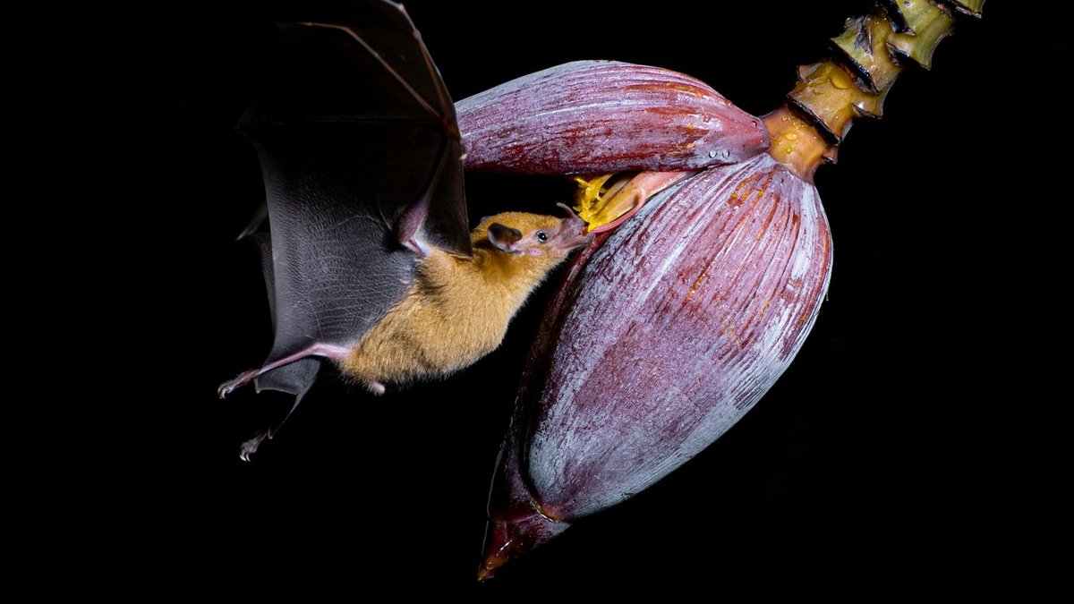 bat pollinating flower