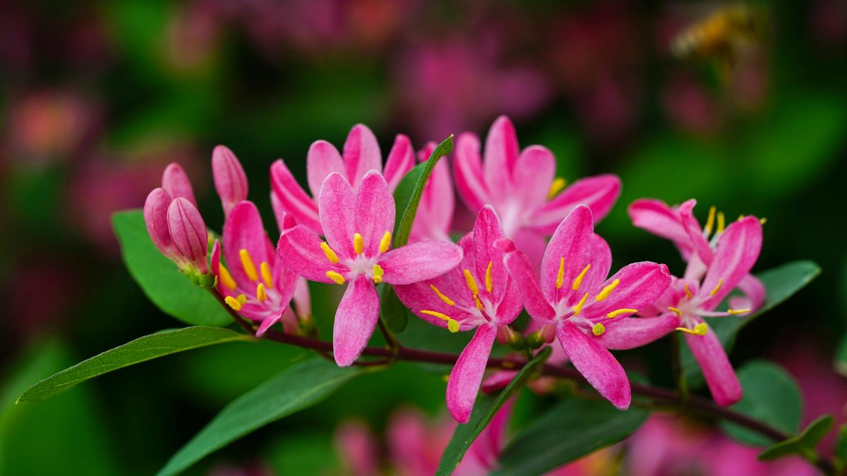 honeysuckle night
