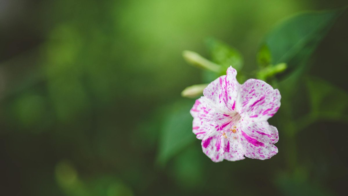 four o'clock flower