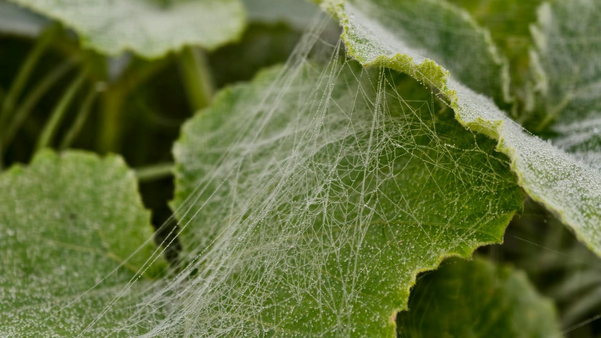 spider mite webbing