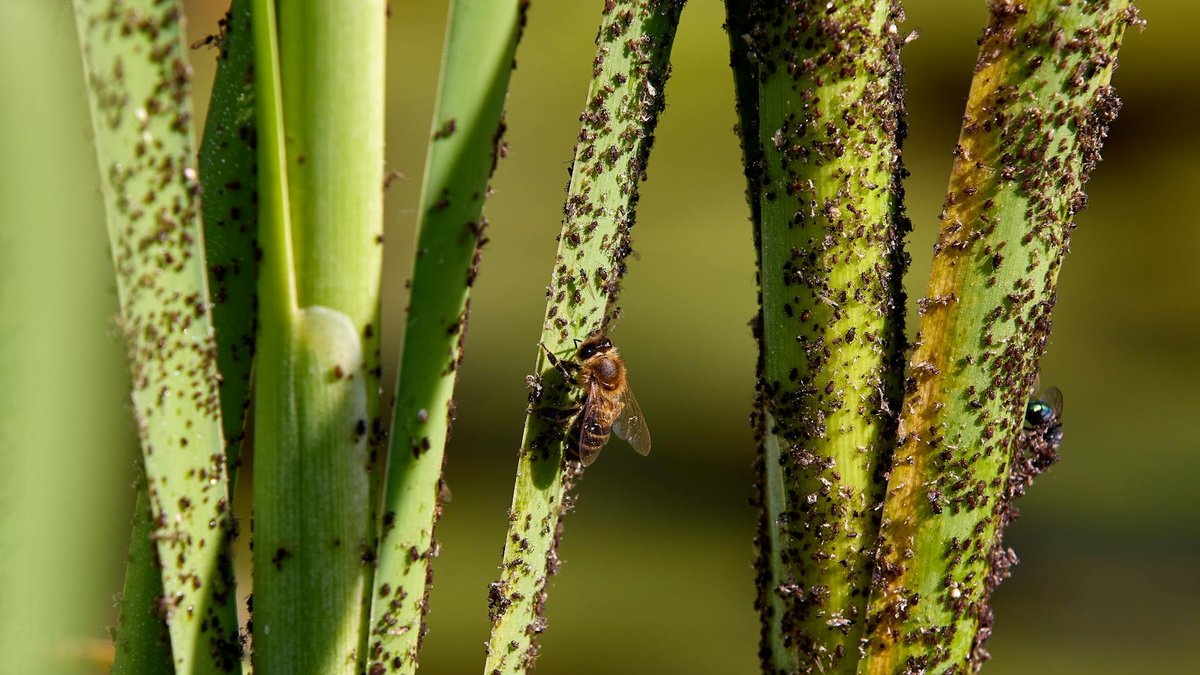 showering infested plant