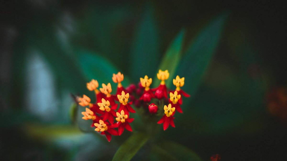 asclepias plant