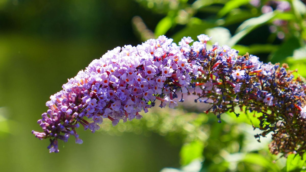 buddleja davidii